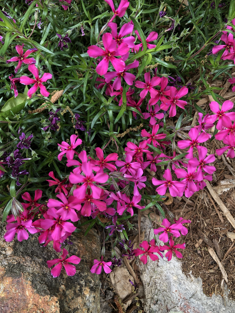 Phlox subulata