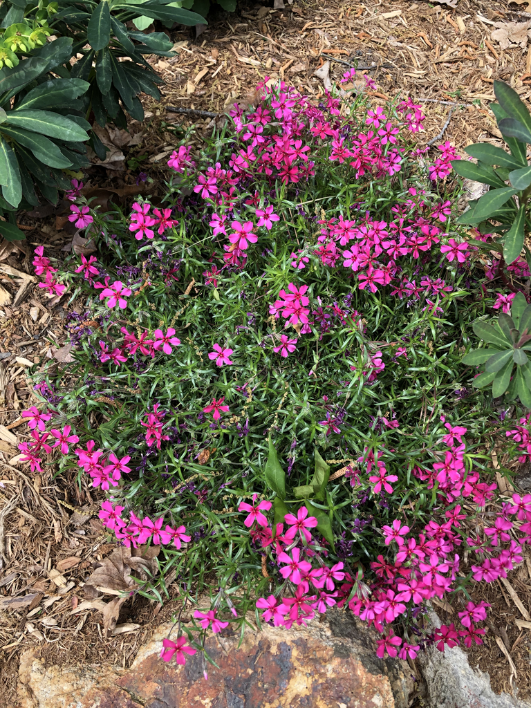 Phlox subulata