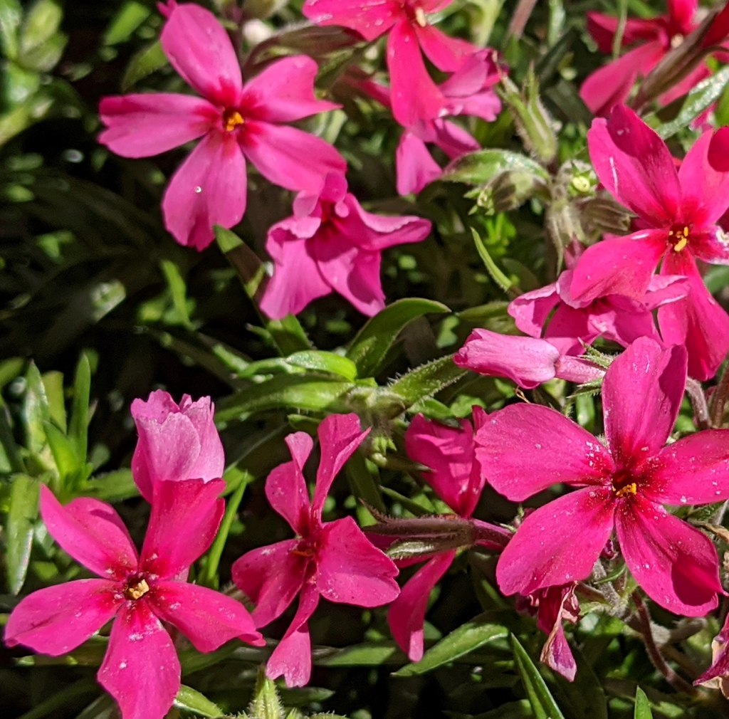 Phlox subulata 'Red Wing'