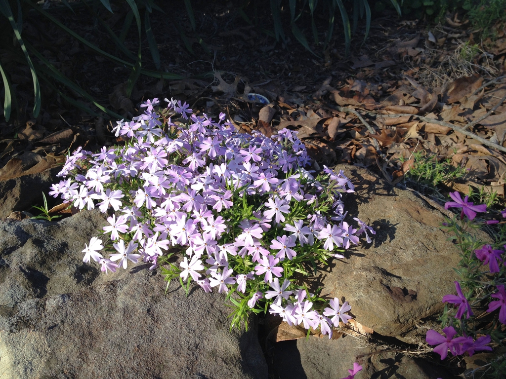 Phlox subulata
