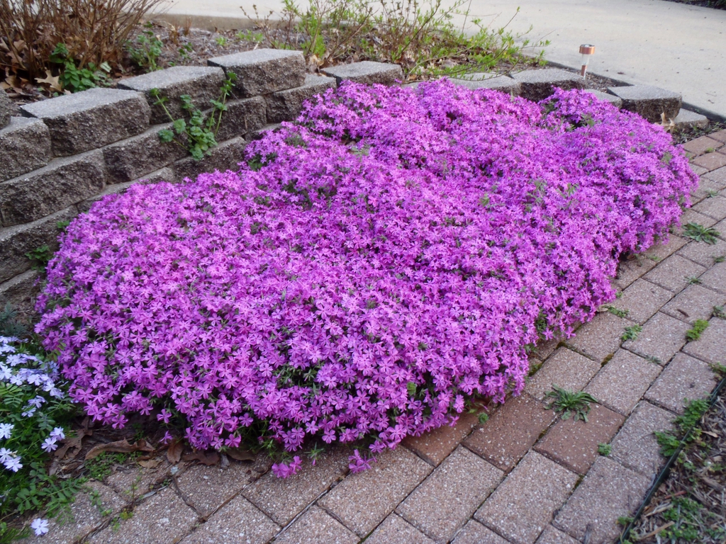 Phlox subulata
