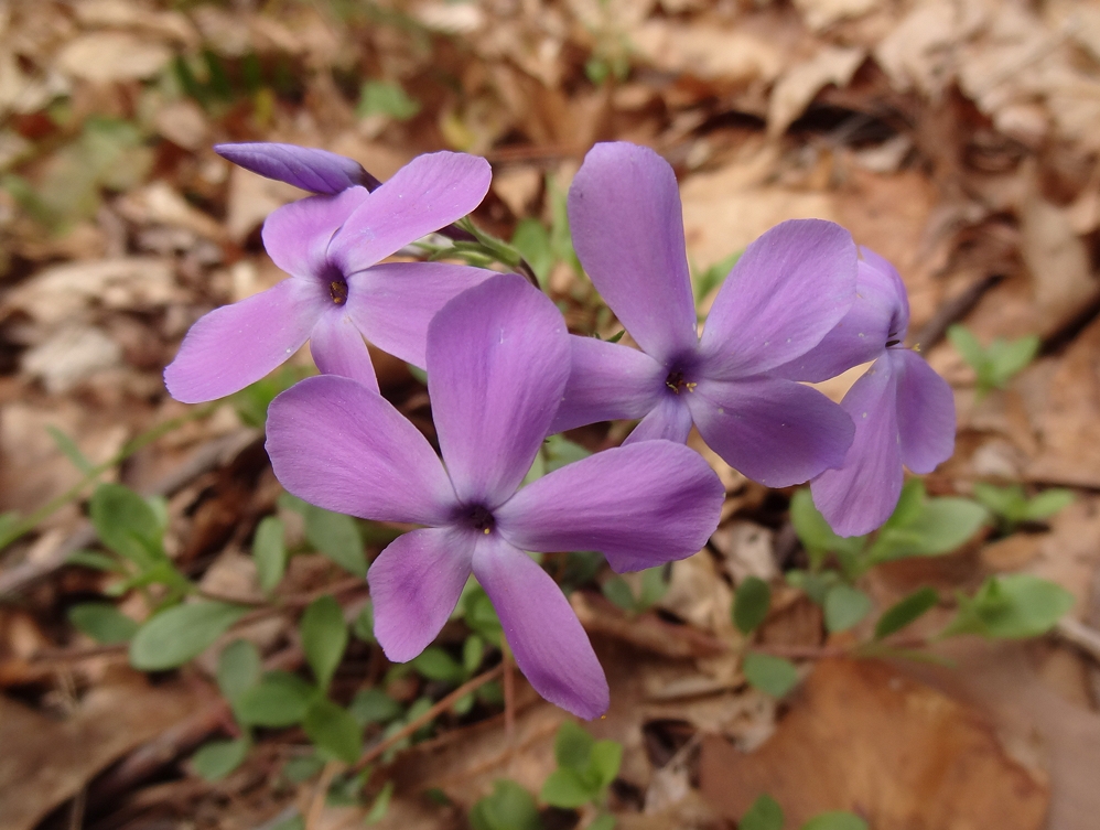 Form