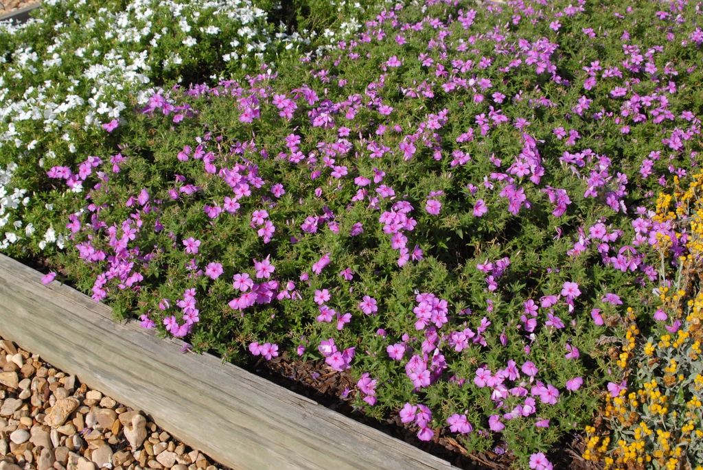 Phlox x Intensia