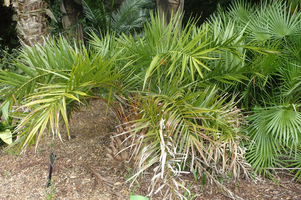 Form