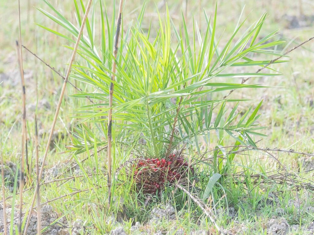 A small, solitary, pinnate-leaved palm growing among grasses.