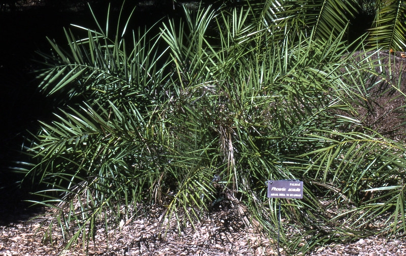 A small, solitary, pinnate-leaved palm growing in a garden.