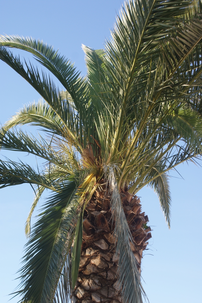 Leaves