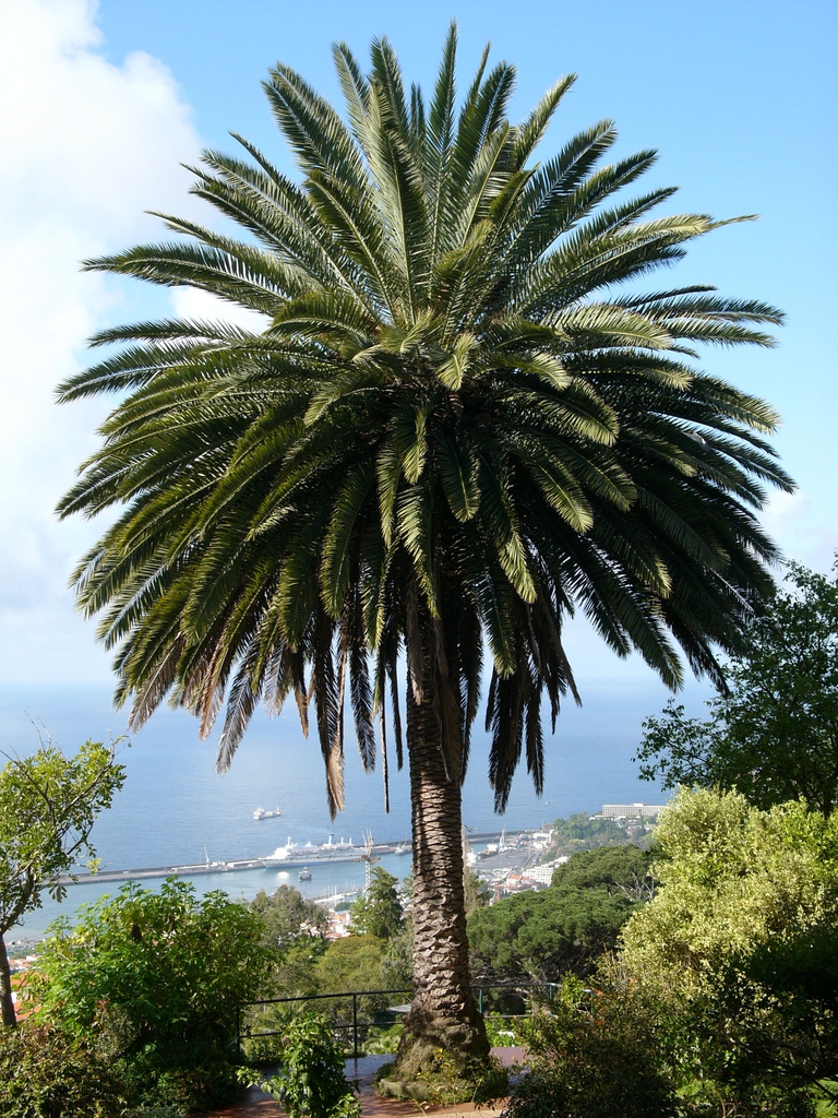 Form