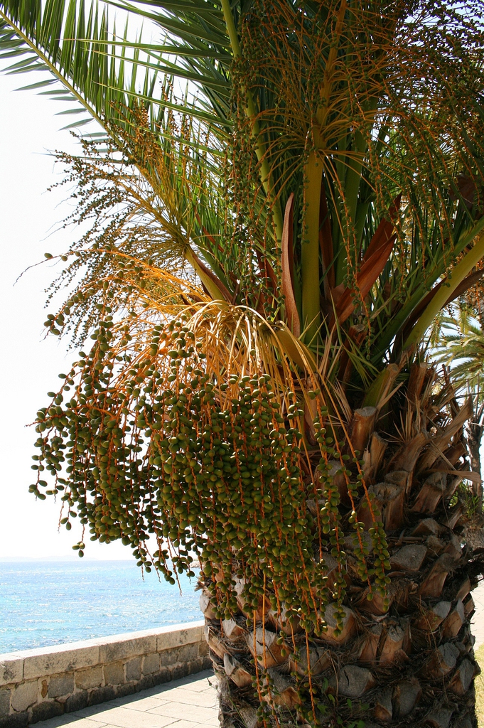 Leaves