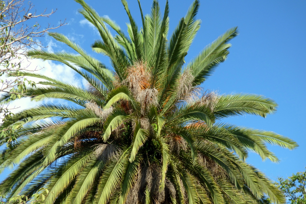 Leaves
