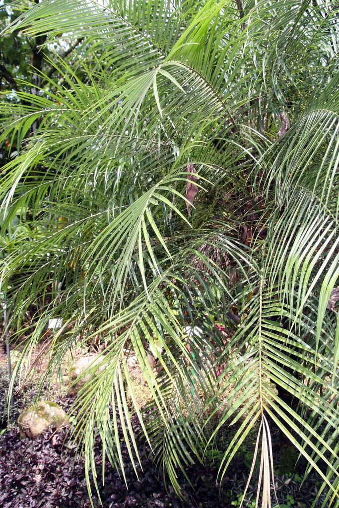 Leaves