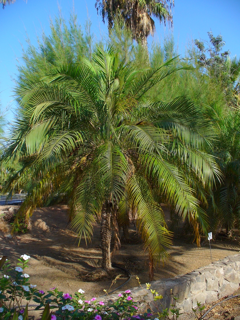 Form