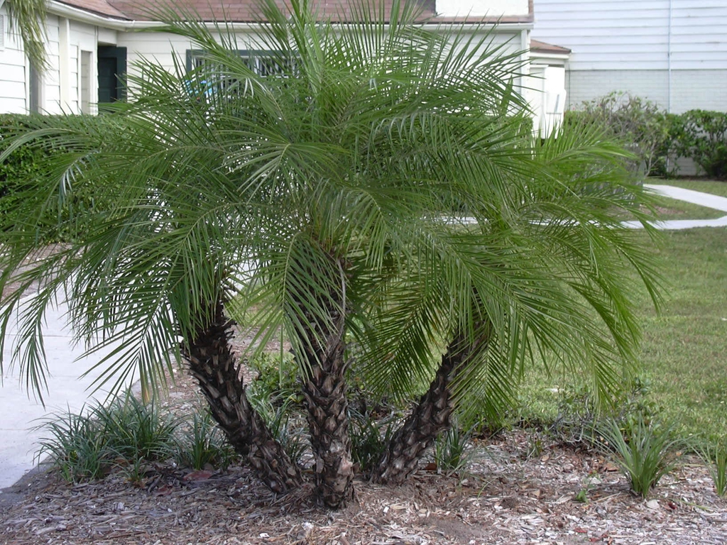 Group planting