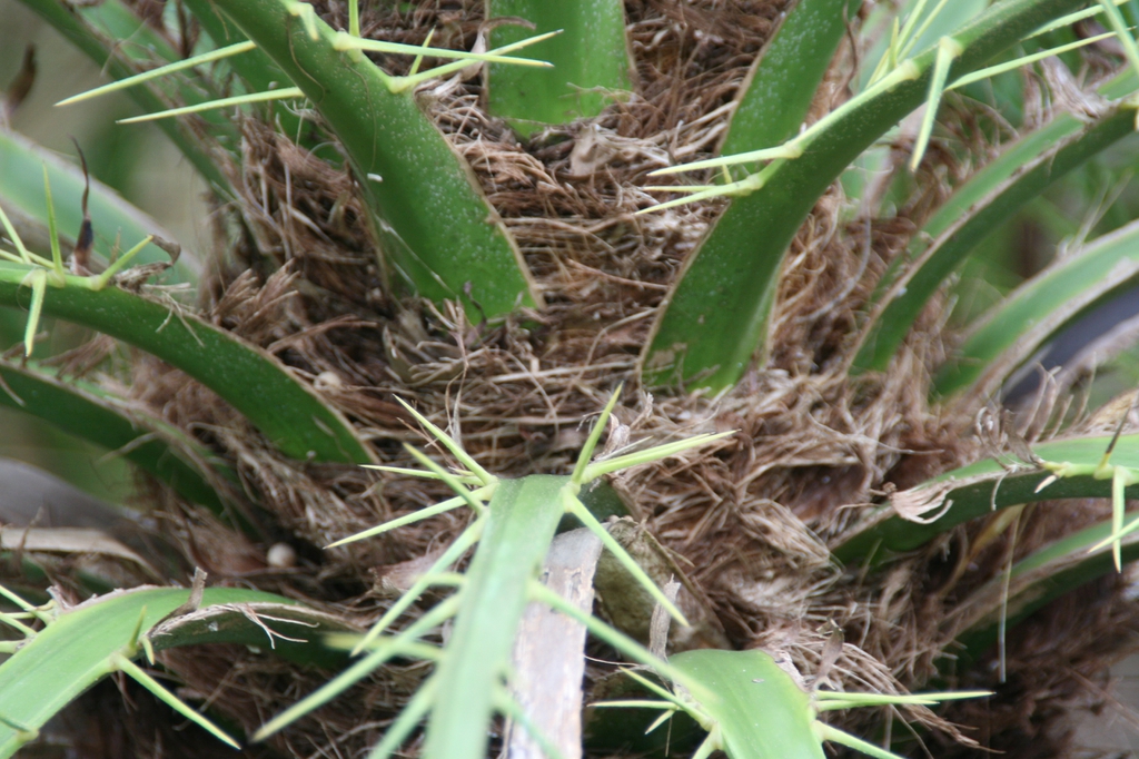 Spines