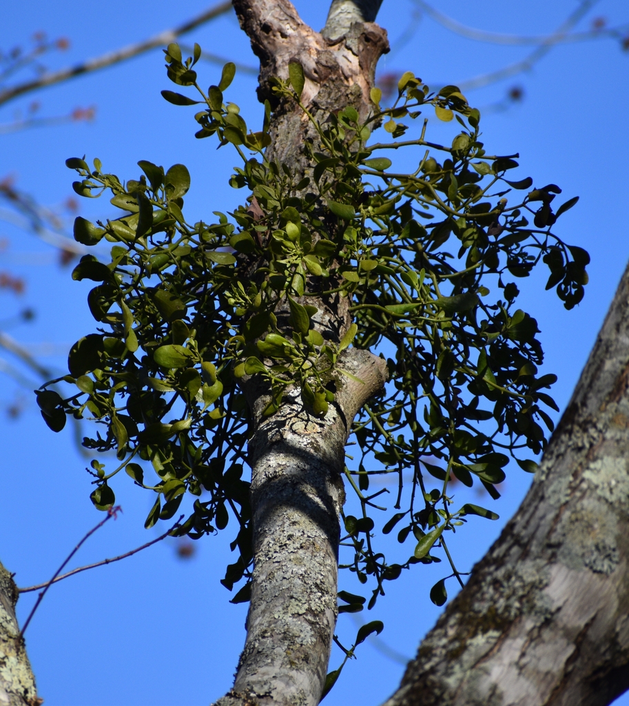Form - March 9 - Warren Co., NC