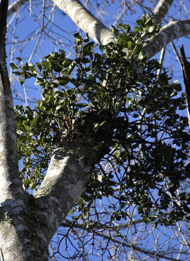 Form - Winter - Warren Co., NC
