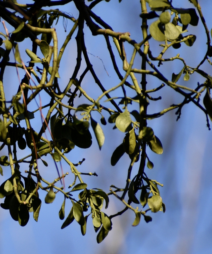 Leaves - Jan. 27 - Halifax Co., NC