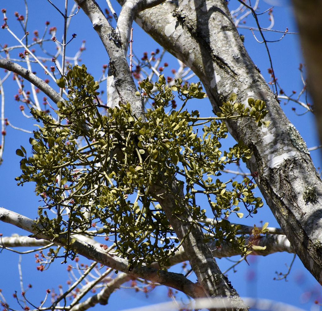 Form - Winter - Warren Co., NC