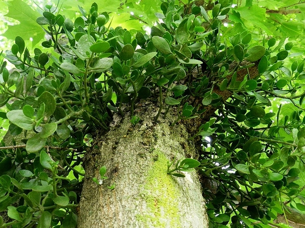 Phoradendron leucarpum