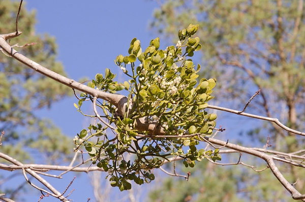 Form with berries