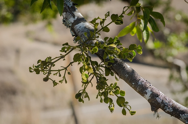 Leaves