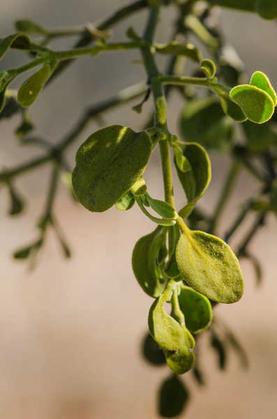 Leaves