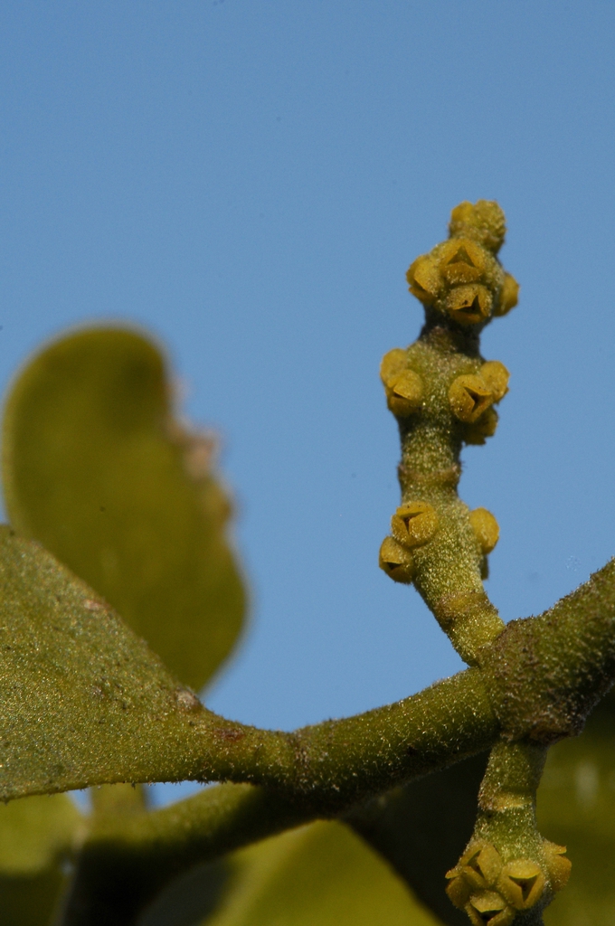 Form