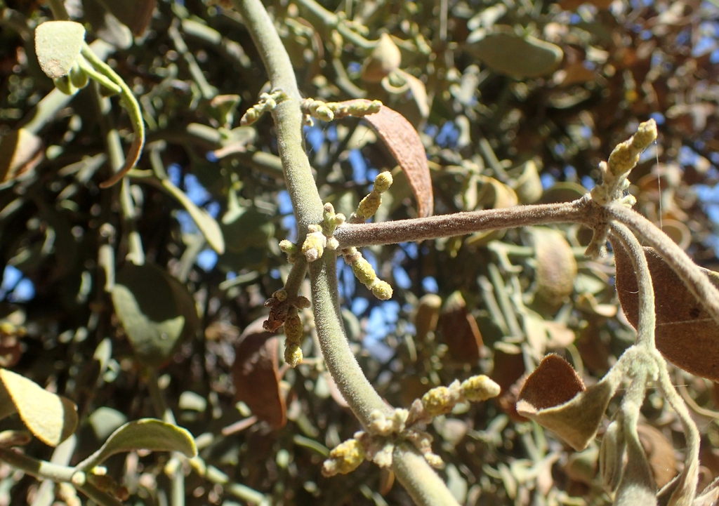 Form