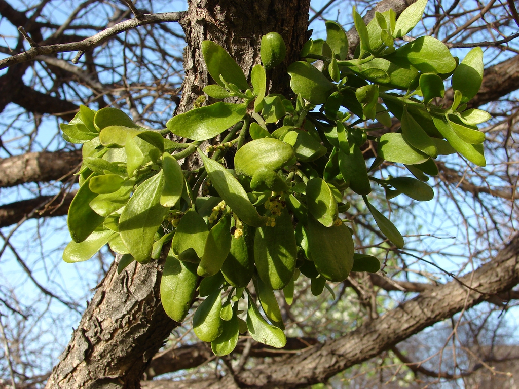 Leaves