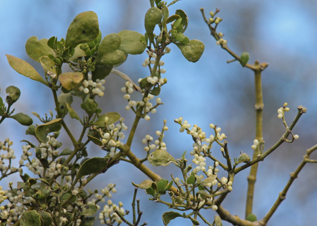 Leaves and Flower