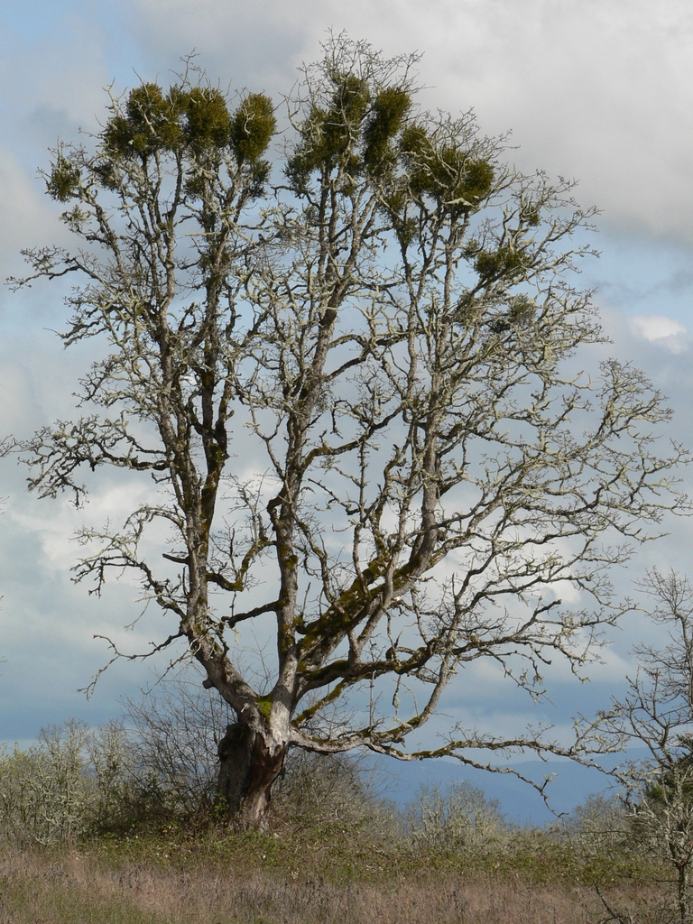 Form