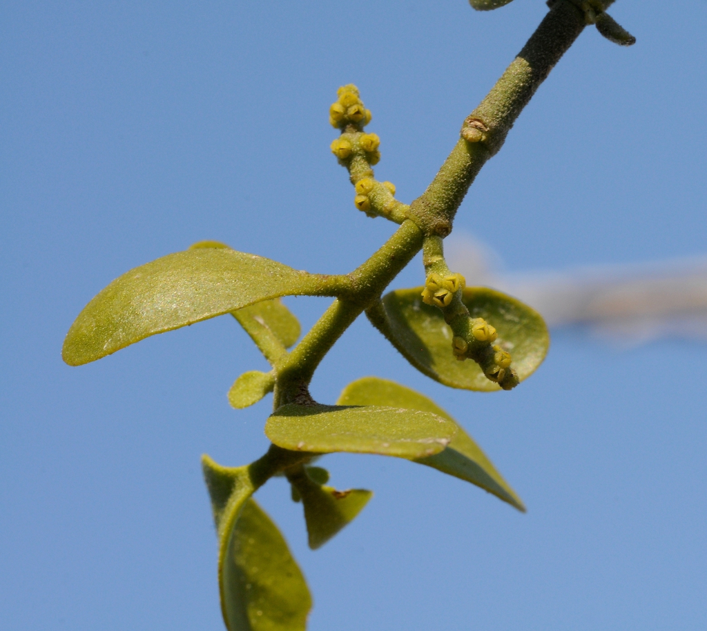 Leaves