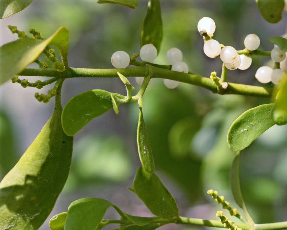 Leaves