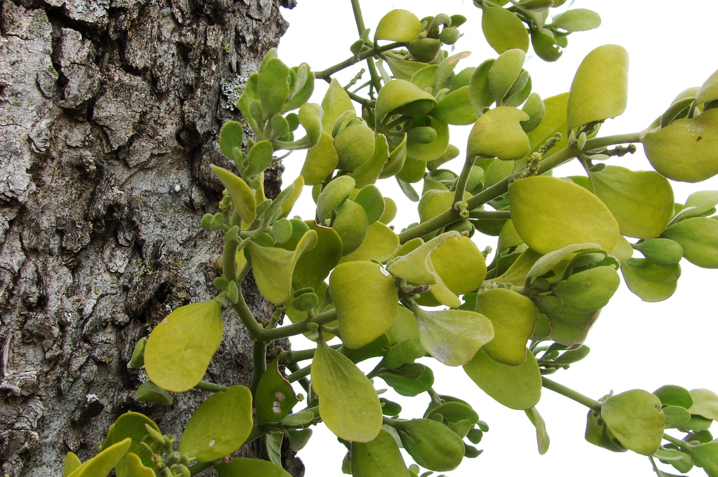 Leaves