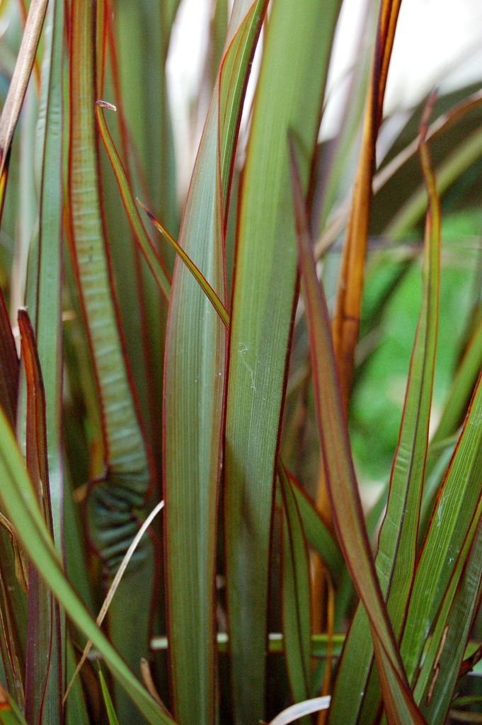 Leaf Blade