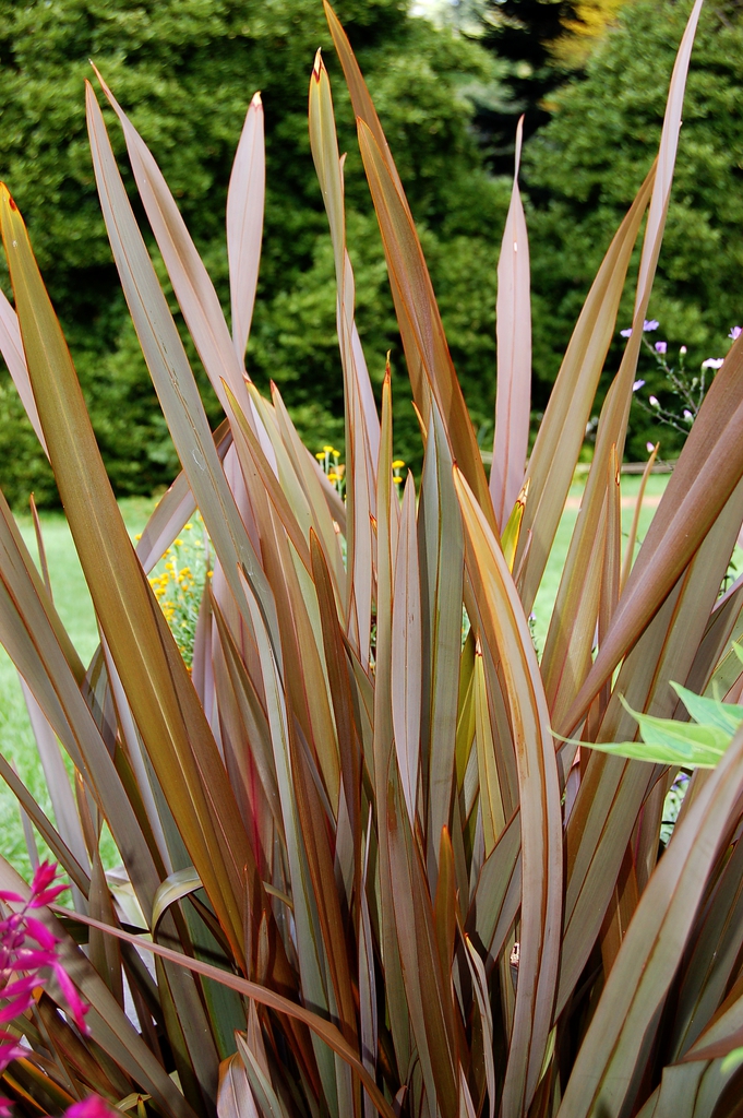 Leaves