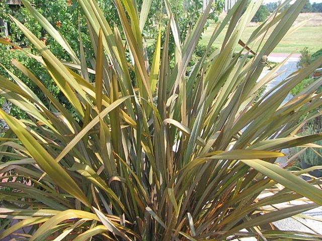 Form