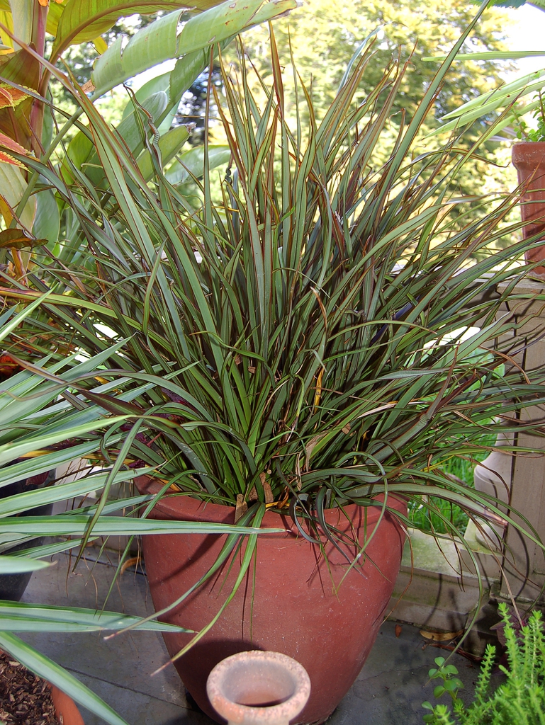 Form