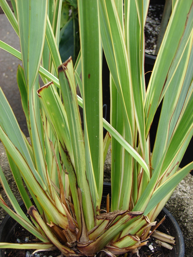 Form