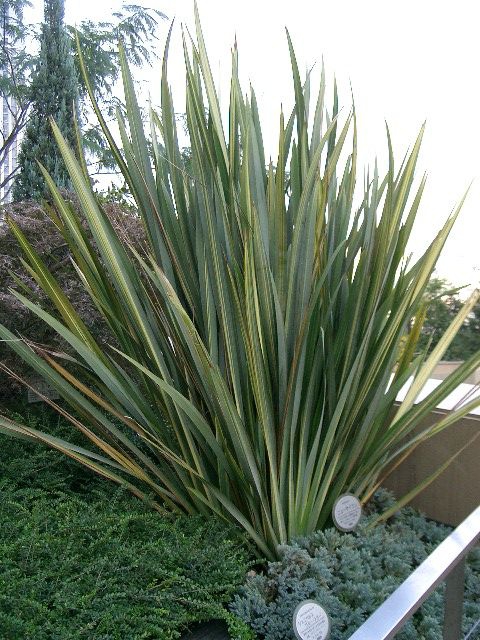 Form