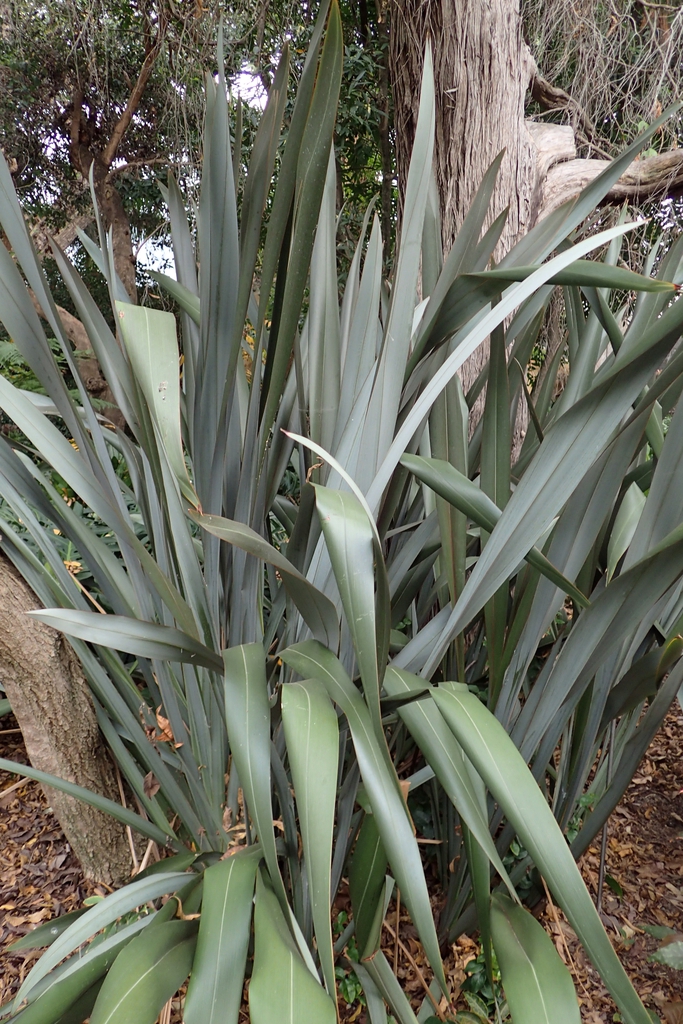 Form