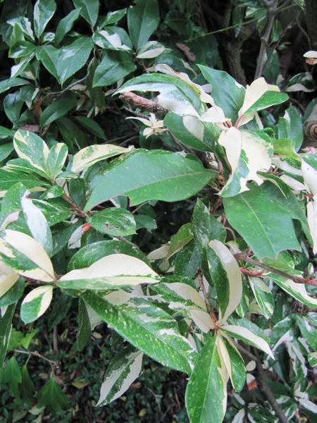 'Palette' leaves