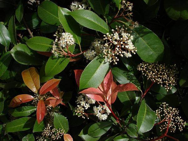 Photinia glabra