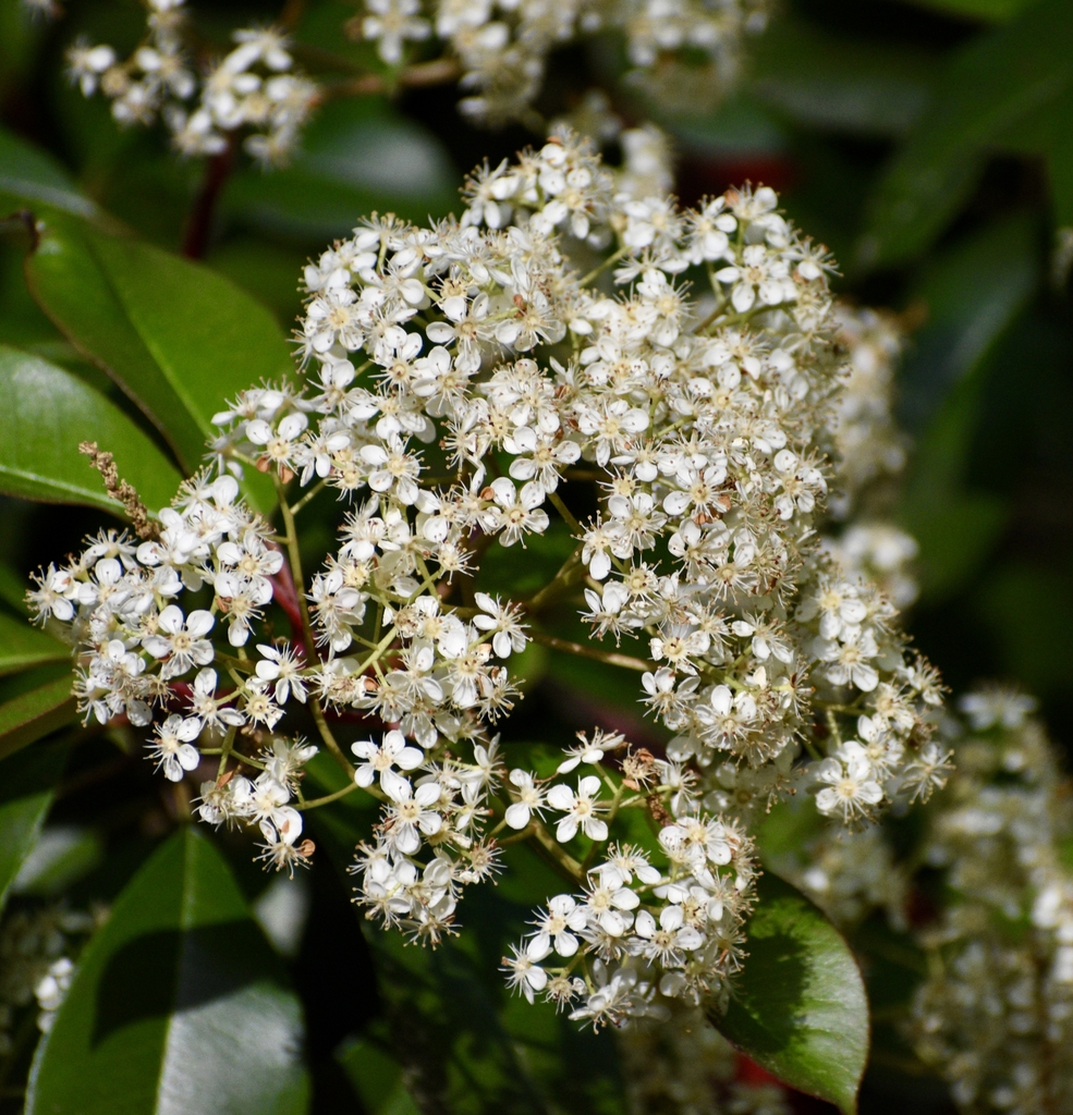 dome-shaped clusters of small white flowers.