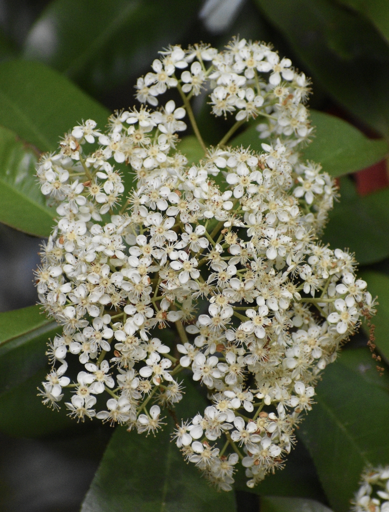 dome-shaped clusters of small white flowers.
