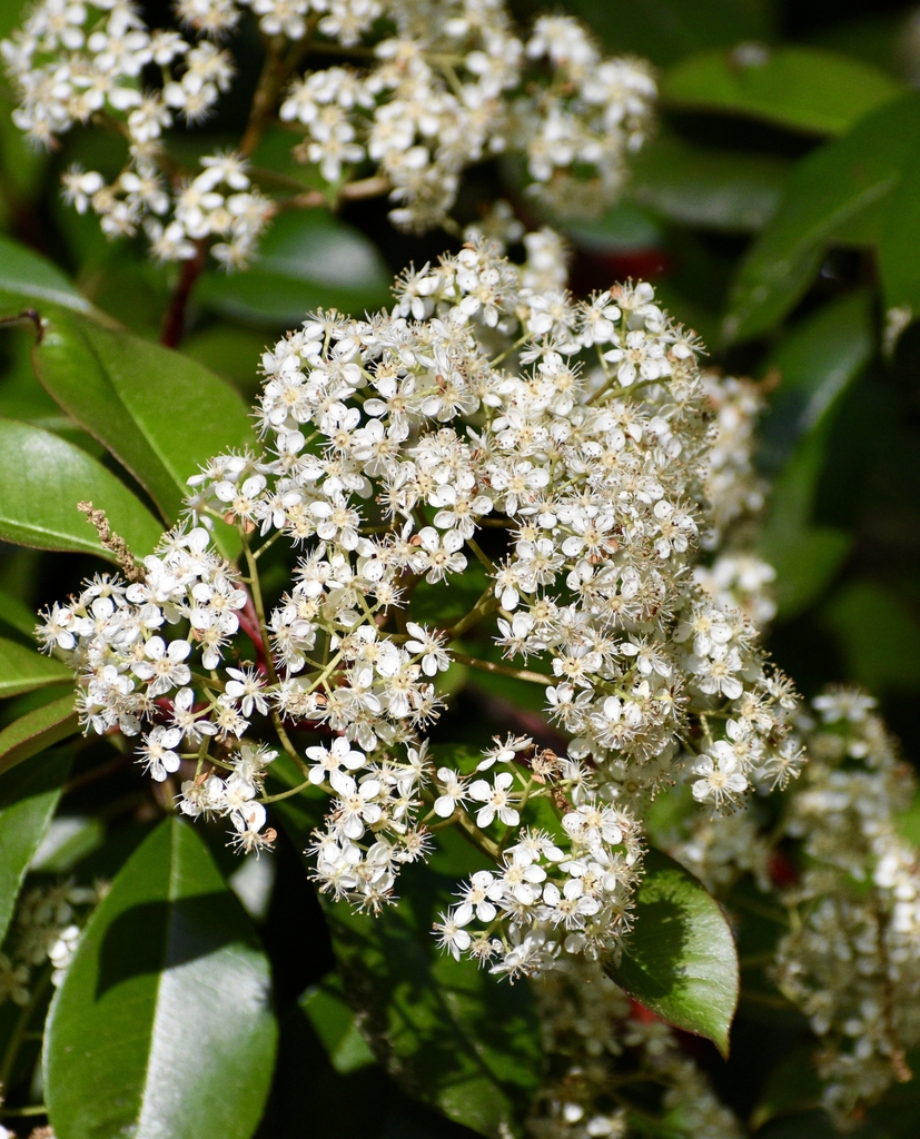dome-shaped clusters of small white flowers.