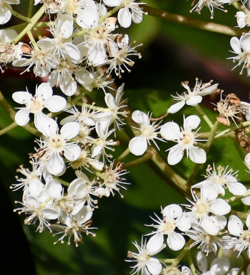 Close-up of small, white, five-merous flowers.