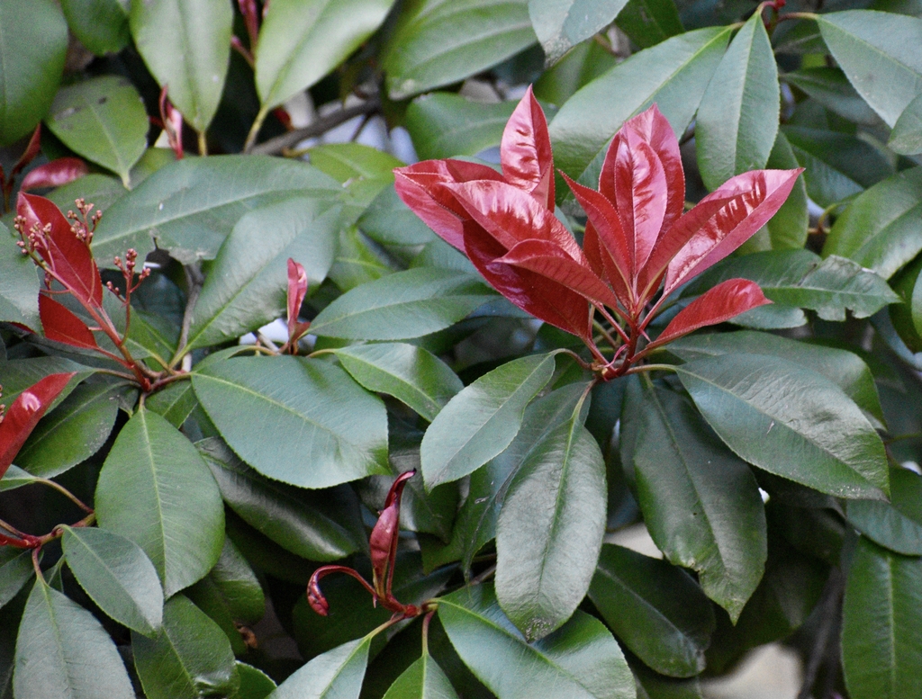 Leaves - March 16 - Warren Co., NC