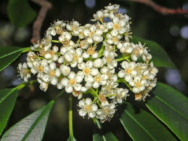 Photinia serratifolia