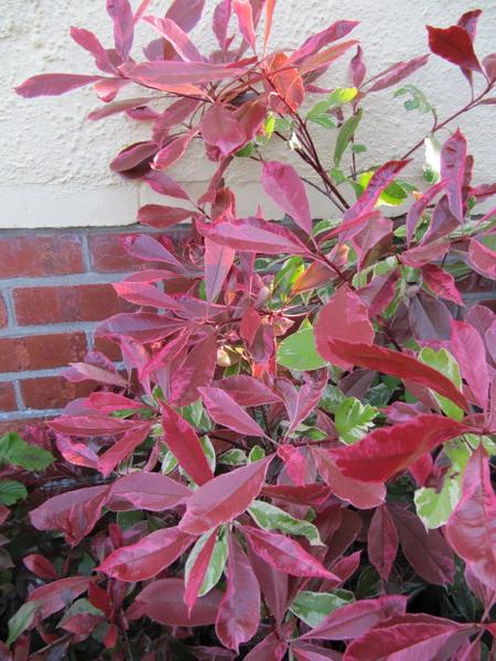 Photinia x fraseri 'Pink Marble'